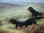 GORDON SETTER